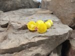 Nebolshoy Limon Micro Dwarf Tomato