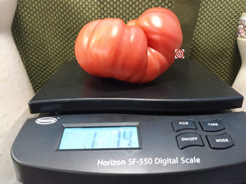 Ninas Heirloom RL Tomato