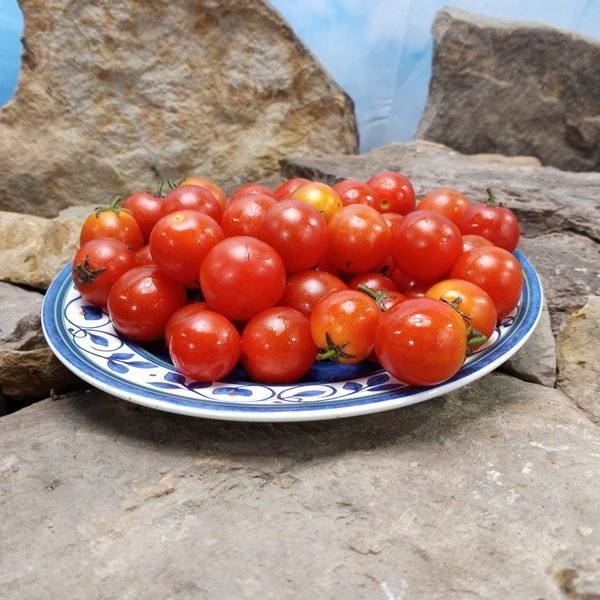 Ol Red Micro Dwarf Tomato