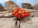 Ol Red Micro Dwarf Tomato Container Tomatoes