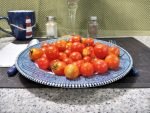 Ol Red Micro Dwarf Tomato Red Tomatoes