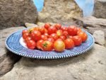 Ol Red Micro Dwarf Tomato Seeds