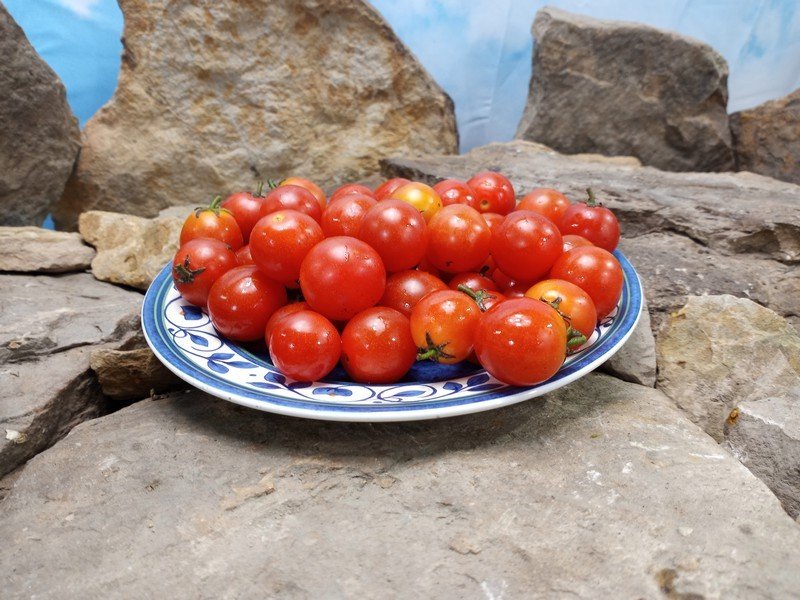 Ol Red Micro Dwarf Tomato