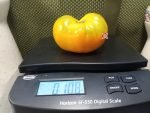Omas Orange Tomatoes