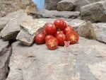 One Eyed Willie Dwarf Tomato Seeds