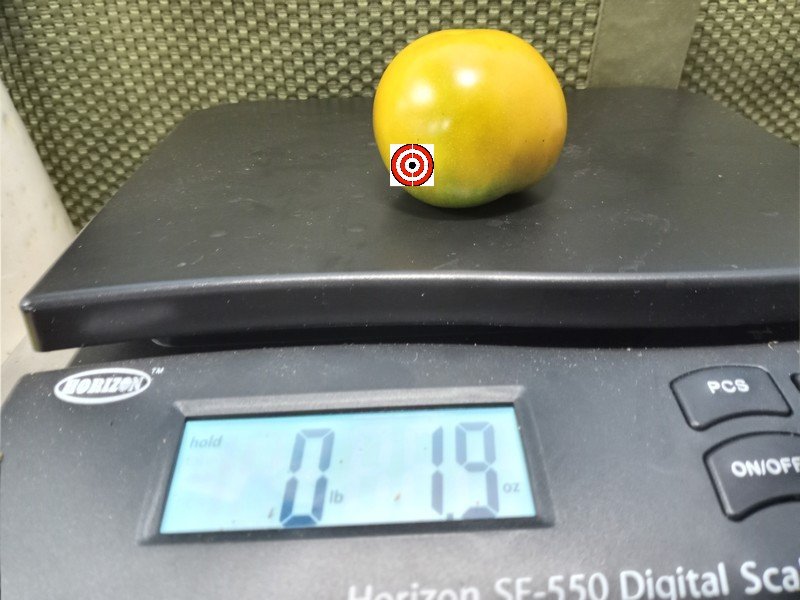 Orange Is The New Black Krim Tomato Snacking Tomatoes Orange Is The New Black Krim Tomato Snacking Tomatoes