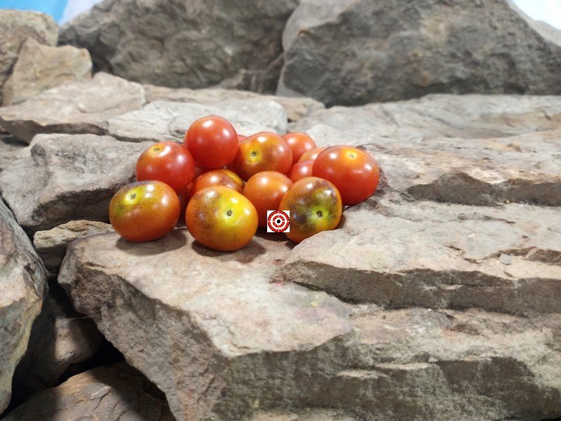 Painted Pink Tomato Antho Tomatoes Painted Pink Tomato Antho Tomatoes