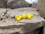 Paulinchen Micro Dwarf Tomato