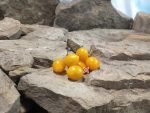 Pear Of Pleasure Tomato Cherry Tomatoes