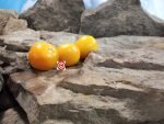 Pegs Round Orange Tomato Heirloom Tomatoes
