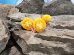 Pegs Round Orange Tomatoes