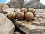 Pick Scorfa Tomato Rare Tomatoes