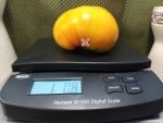 Pike County Yellow Tomato Giant Tomatoes