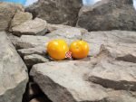 Prize of Trails Tomato Cherry Tomatoes
