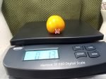 Prize of Trails Tomato Snacking Tomatoes