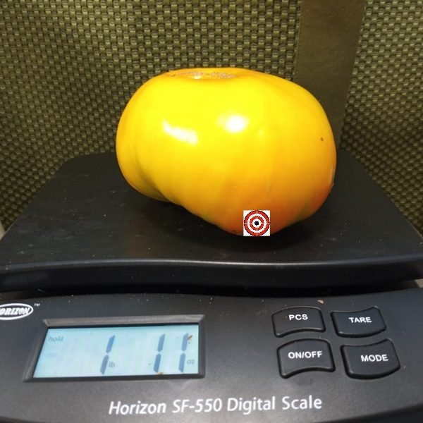 Rameses Tomato