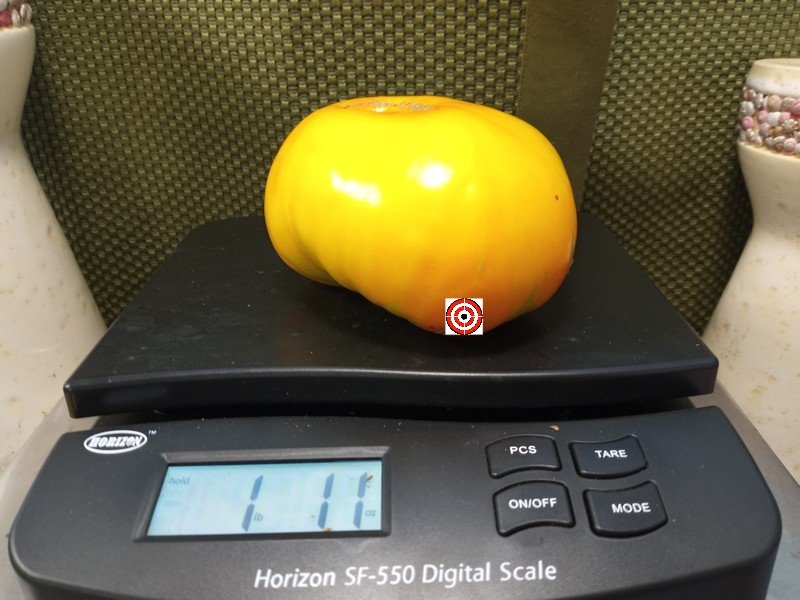 Rameses Tomato