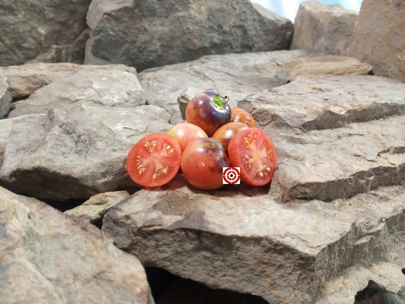 Raspberry Burst Dwarf Tomato Raspberry Burst Dwarf Tomato