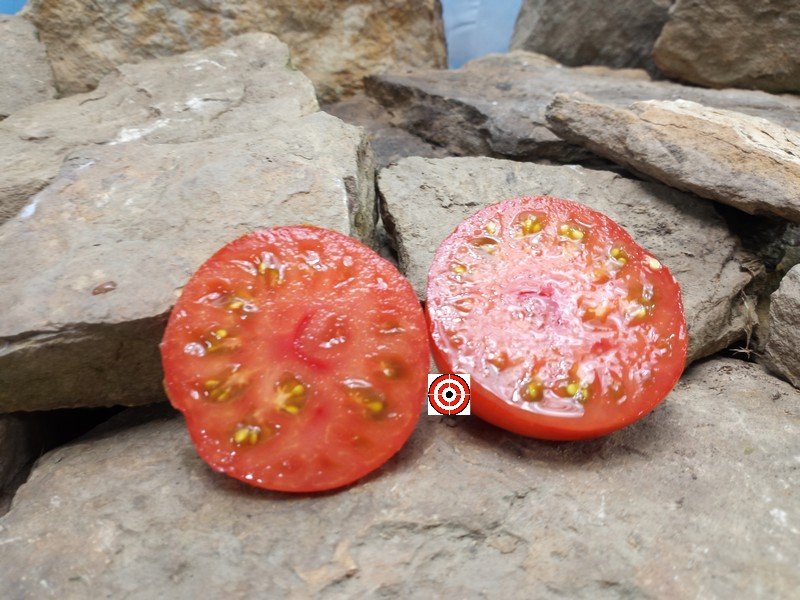 Red Ryder Dwarf Tomato Seeds
