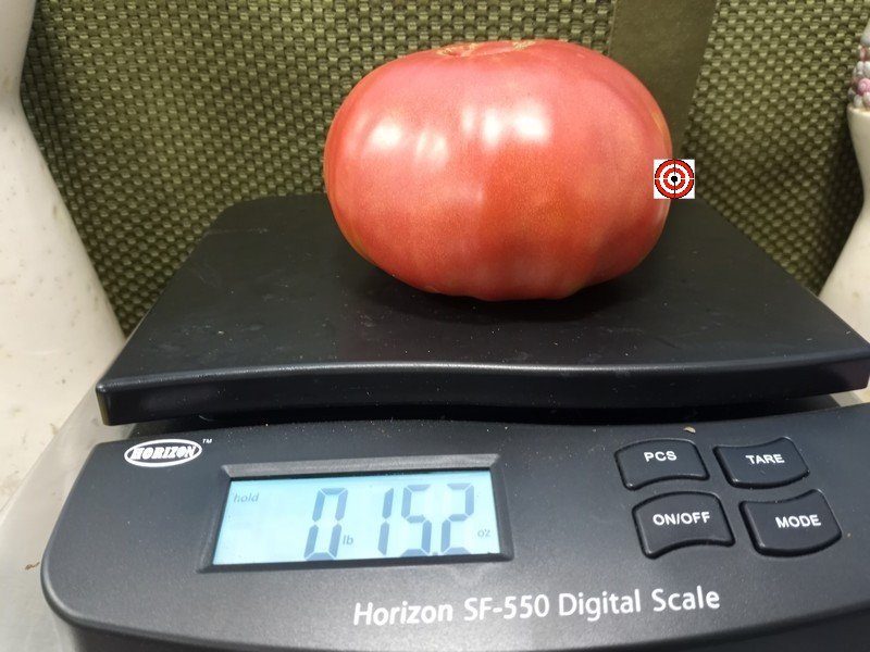 Rosalies Big Rosy Tomato
