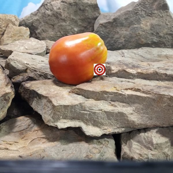 Sandy Big Paste Tomato