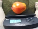 Sandy Big Paste Tomato Heirloom Tomatoes