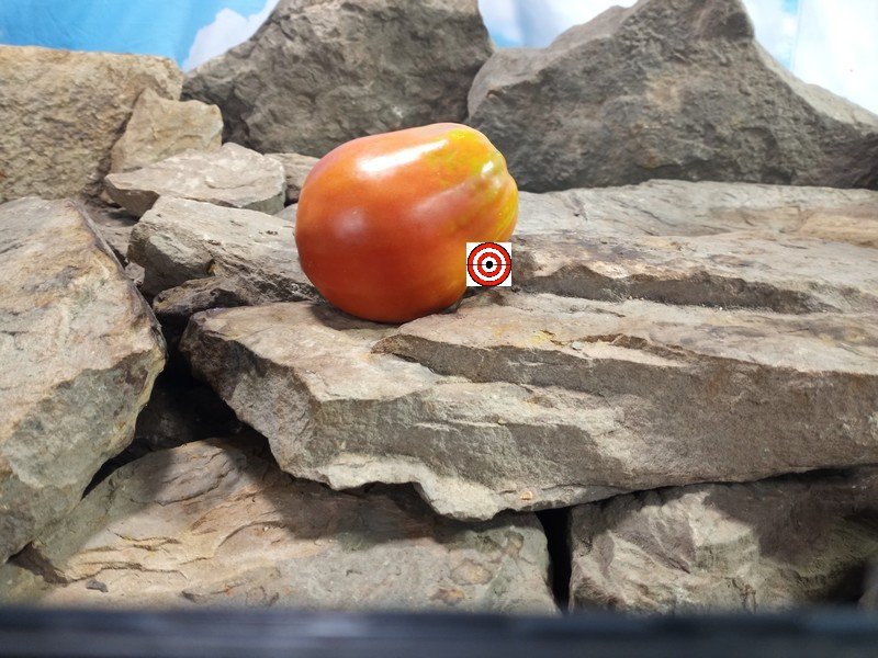 Sandy Big Paste Tomato