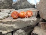 Searching For Blue Zebra Tomato
