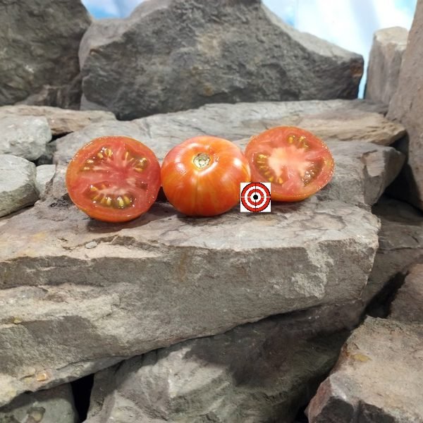 Searching For Blue Zebra Tomato