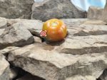 Searching For Blue Zebra Tomato Seeds