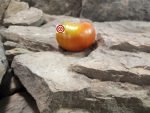 Searching For Blue Zebra Tomato Slicing Tomatoes