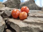 Serdste Ashkhabada Turkmenistan Beefsteak Version Tomato Canning Tomatoes