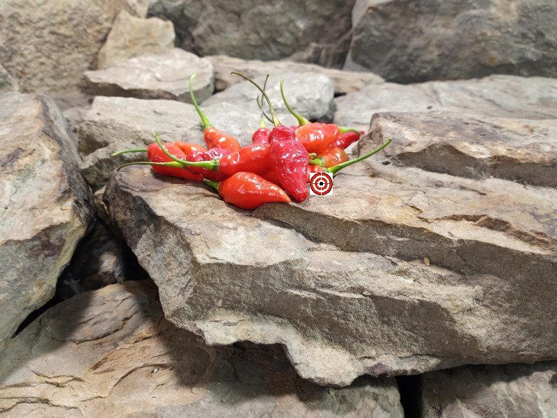 Serpent Rojo Pepper Cooking Peppers Serpent Rojo Pepper Cooking Peppers