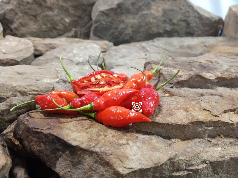 Serpent Rojo Pepper Hot Peppers Serpent Rojo Pepper Hot Peppers