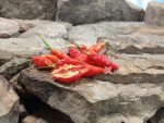 Serpent Rojo Pepper Seeds