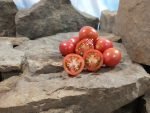 Shimofuri Tomato