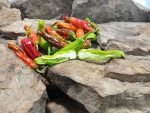 Shishito Pepper Cooking Peppers