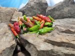 Shishito Pepper Low Heat Peppers
