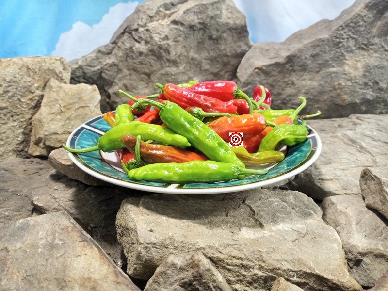 Shishito Pepper