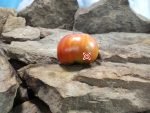 Solar Eclipse Tomato Sandwich Tomatoes