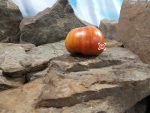 Solar Eclipse Tomato Slicing Tomatoes