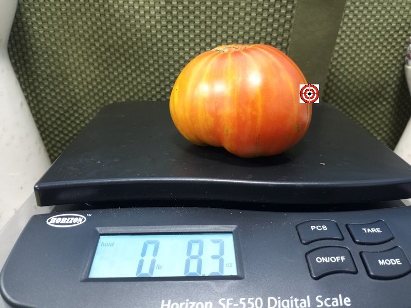 Solar Eclipse Tomato