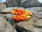 Sugar Rush Stripey Pepper Seeds