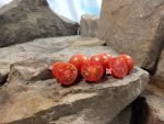 Superbunny Micro Dwarf Tomato