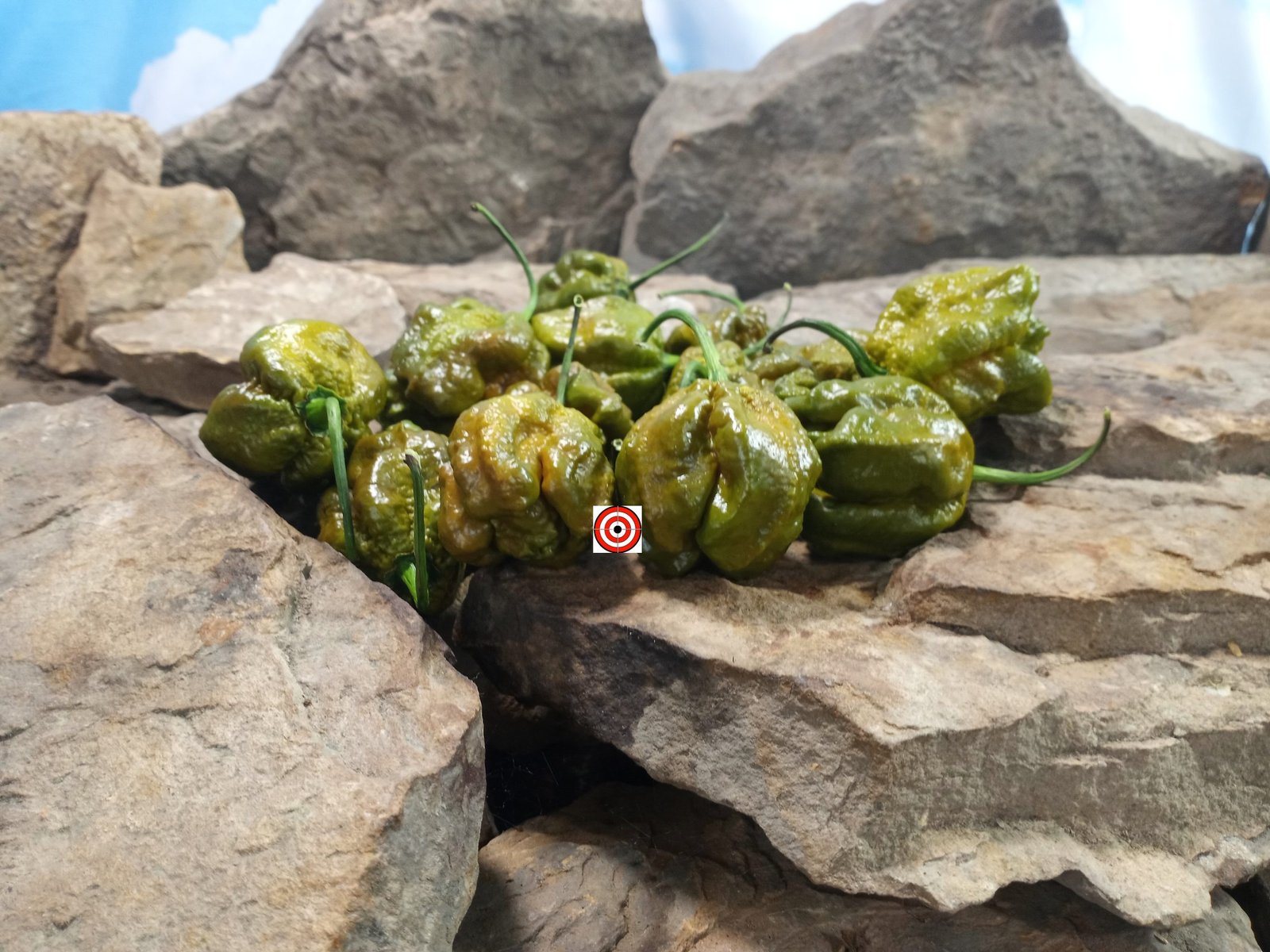 Swamp Thing Pepper Seeds Swamp Thing Pepper Seeds