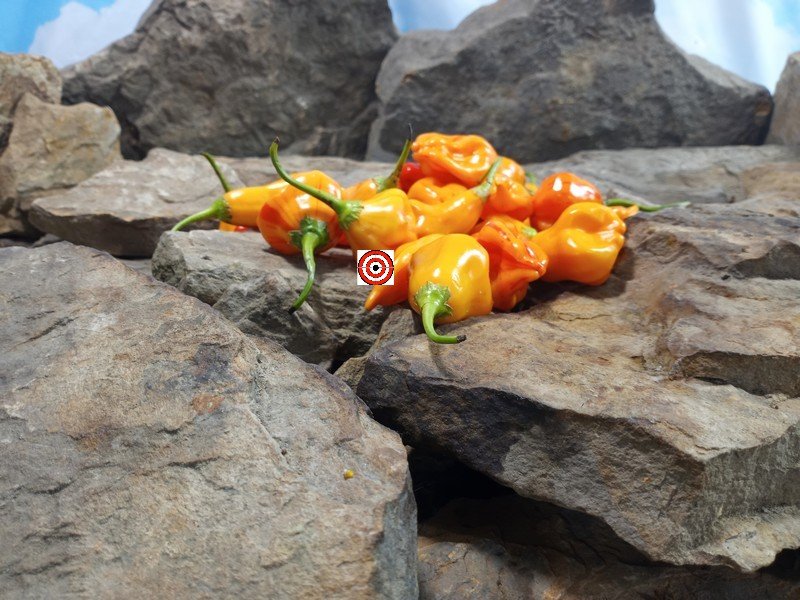Tangerine Tiger Pepper Bicolored Peppers Tangerine Tiger Pepper Bicolored Peppers