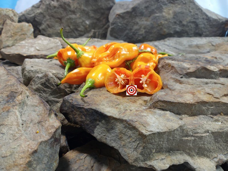Tangerine Tiger Pepper Cooking Peppers Tangerine Tiger Pepper Cooking Peppers