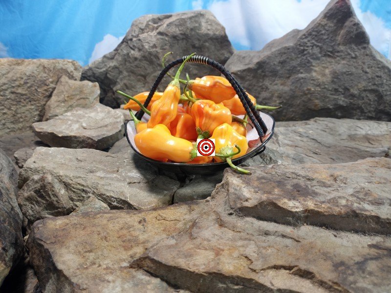 Tangerine Tiger Pepper Fresh Hot Peppers Tangerine Tiger Pepper Fresh Hot Peppers