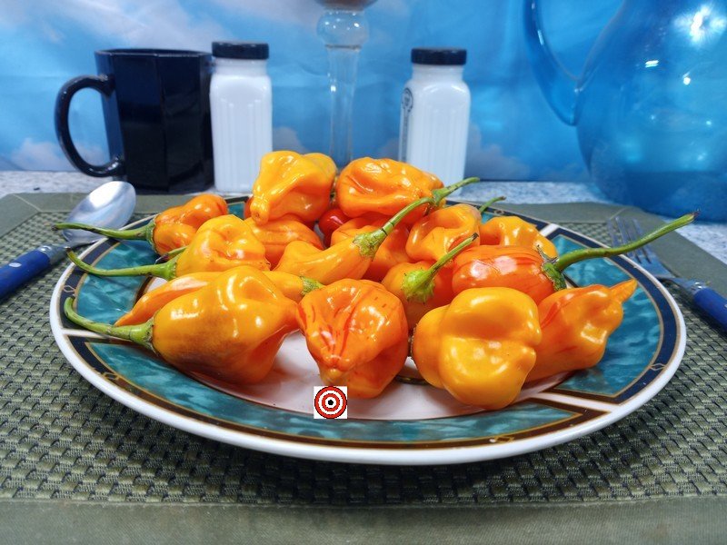 Tangerine Tiger Pepper Seeds Tangerine Tiger Pepper Seeds