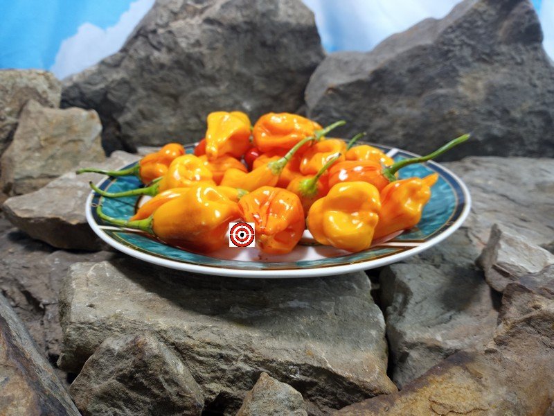 Tangerine Tiger Pepper